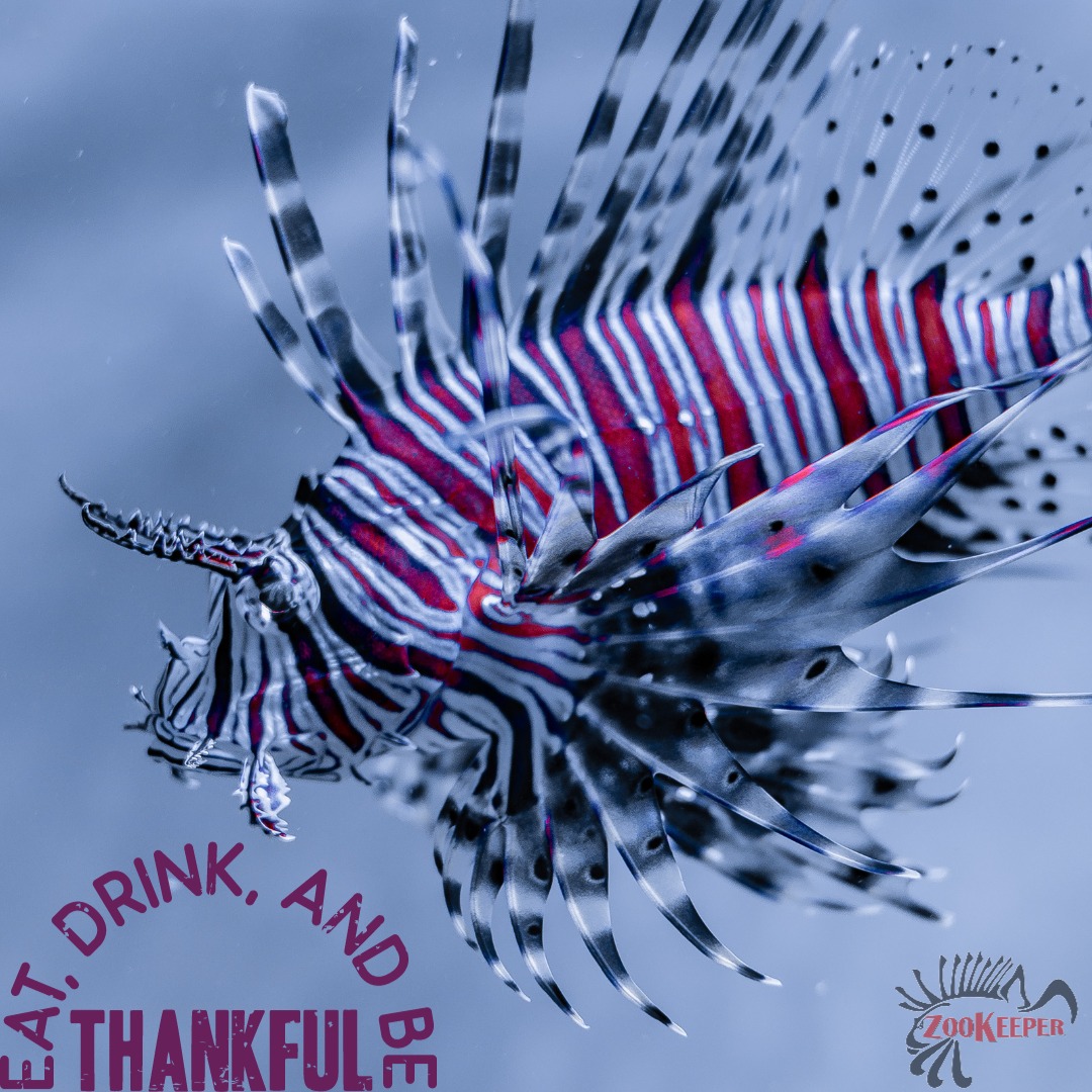 Close-up photo of a red and white striped lionfish with dramatic fin display. Text overlay reads, “Eat, Drink, and Be Thankful” in bold lettering. ZooKeeper logo appears in the bottom right corner.