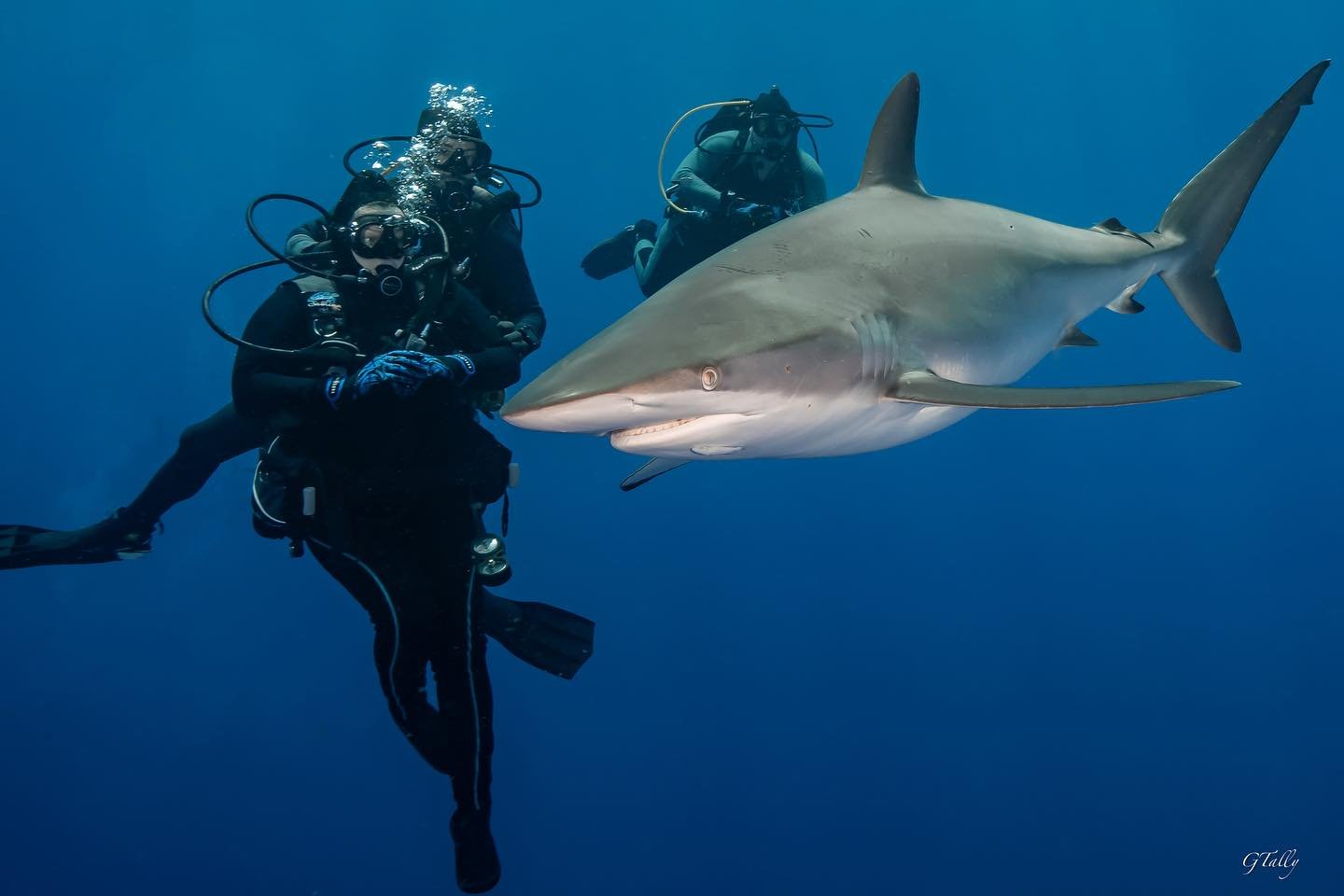Sabrina Dionne diving